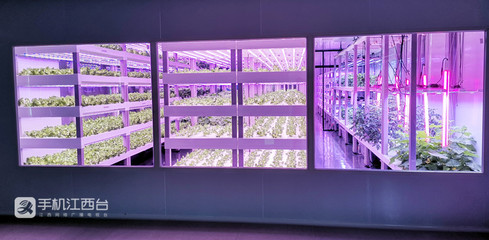 江西力源農業 創新模式，將農場“建在”超市，家門口的新鮮體驗