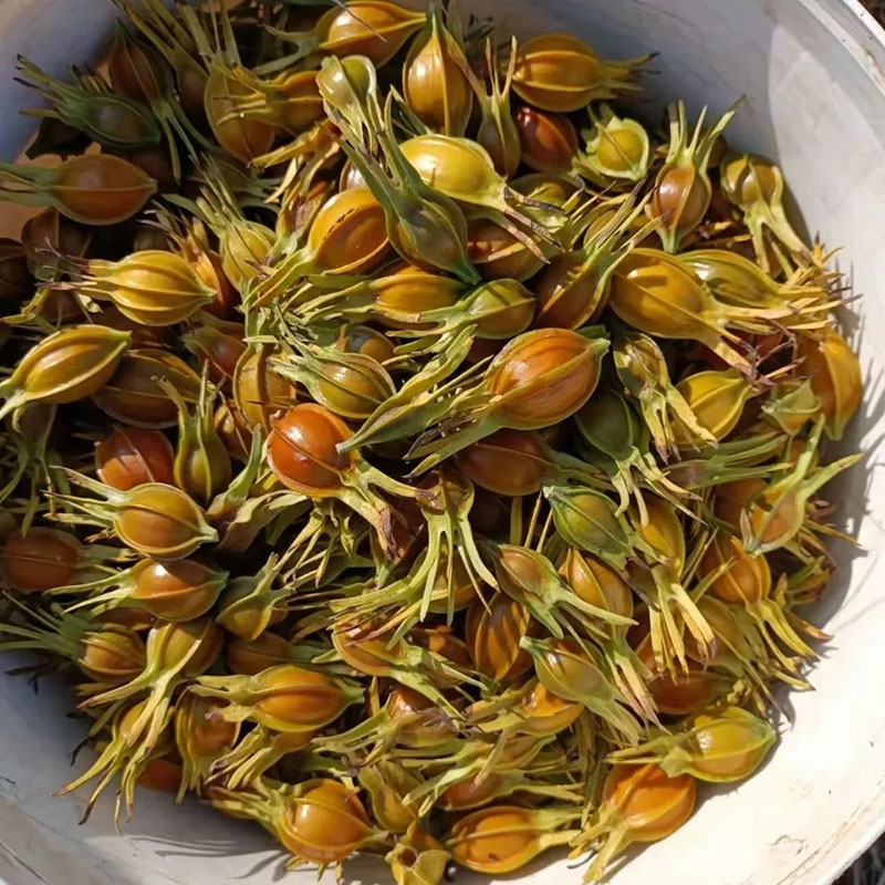 鮮黃梔子 藥食同源的多功能天然佳品